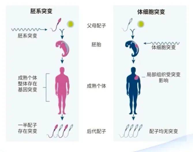 【衡道丨笔记】卵巢癌临床病理特征及分子研究进展