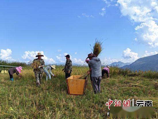 云南墨江文武镇：打造软红米品牌 助力群众增收