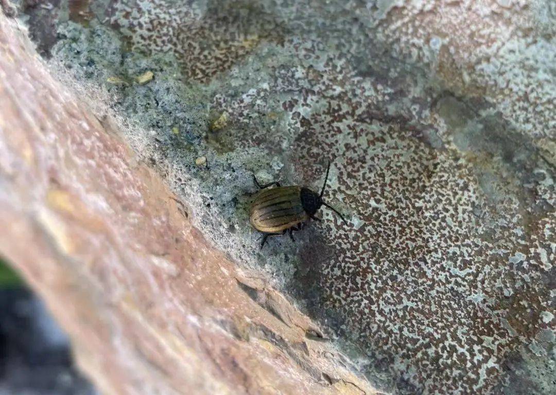 龟甲、沙葱萤叶甲、土蝽……要去昆虫圣地寻找鹿角花金龟啦<strong></p>
<p>金龟</strong>！