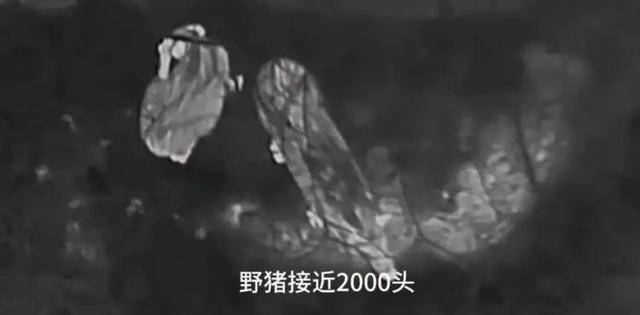 野猪频上热搜背后：致害已达26个省份<strong></p>
<p>OKBIT</strong>，多地开展猎捕调控