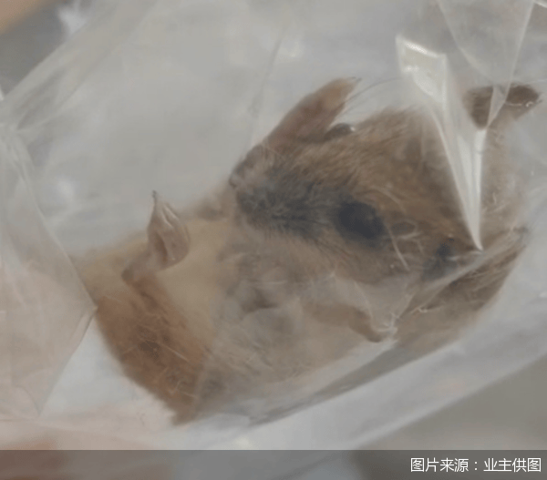 老鼠乱窜、直饮水发黄<strong></p>
<p>真币网</strong>，北京业主千万元买的和锦诚园居然是这样