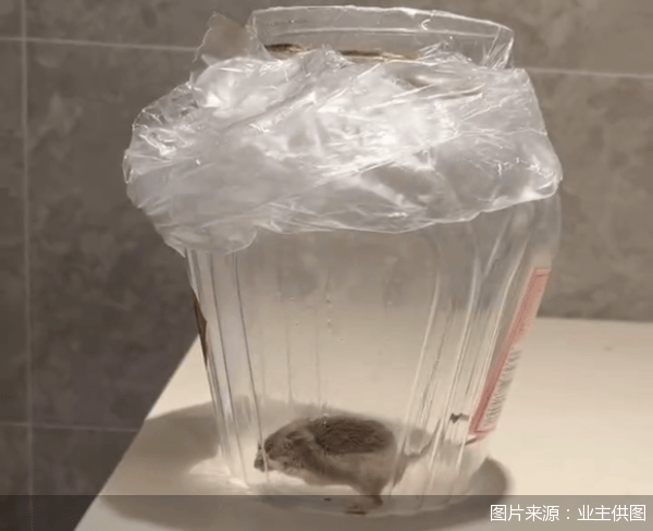 老鼠乱窜、直饮水发黄<strong></p>
<p>真币网</strong>，北京业主千万元买的和锦诚园居然是这样