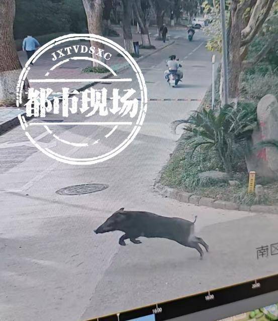 江西一高校惊现野猪<strong></p>
<p>UPUPEX</strong>，最后在食堂被成功抓获
