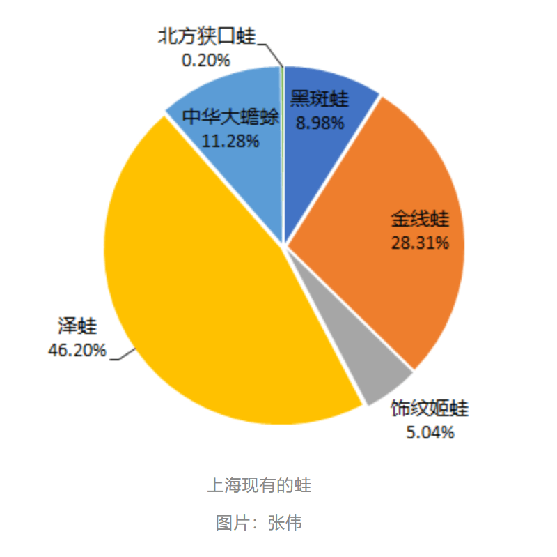 曾经遍地的“田鸡”十几年看不到一只<strong></p>
<p>BiBoss</strong>，国家二级保护动物正拼命回归