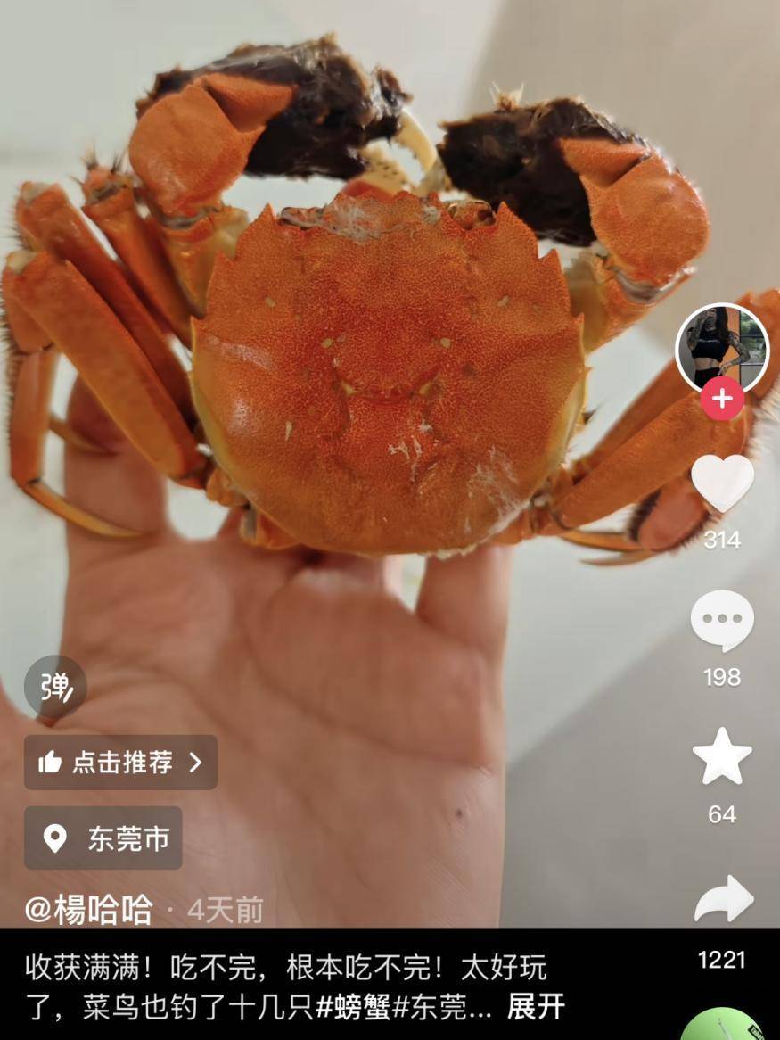 一晚收获40只<strong></p>
<p>OBit</strong>？东莞东江边“蟹张力”拉满｜莞有料