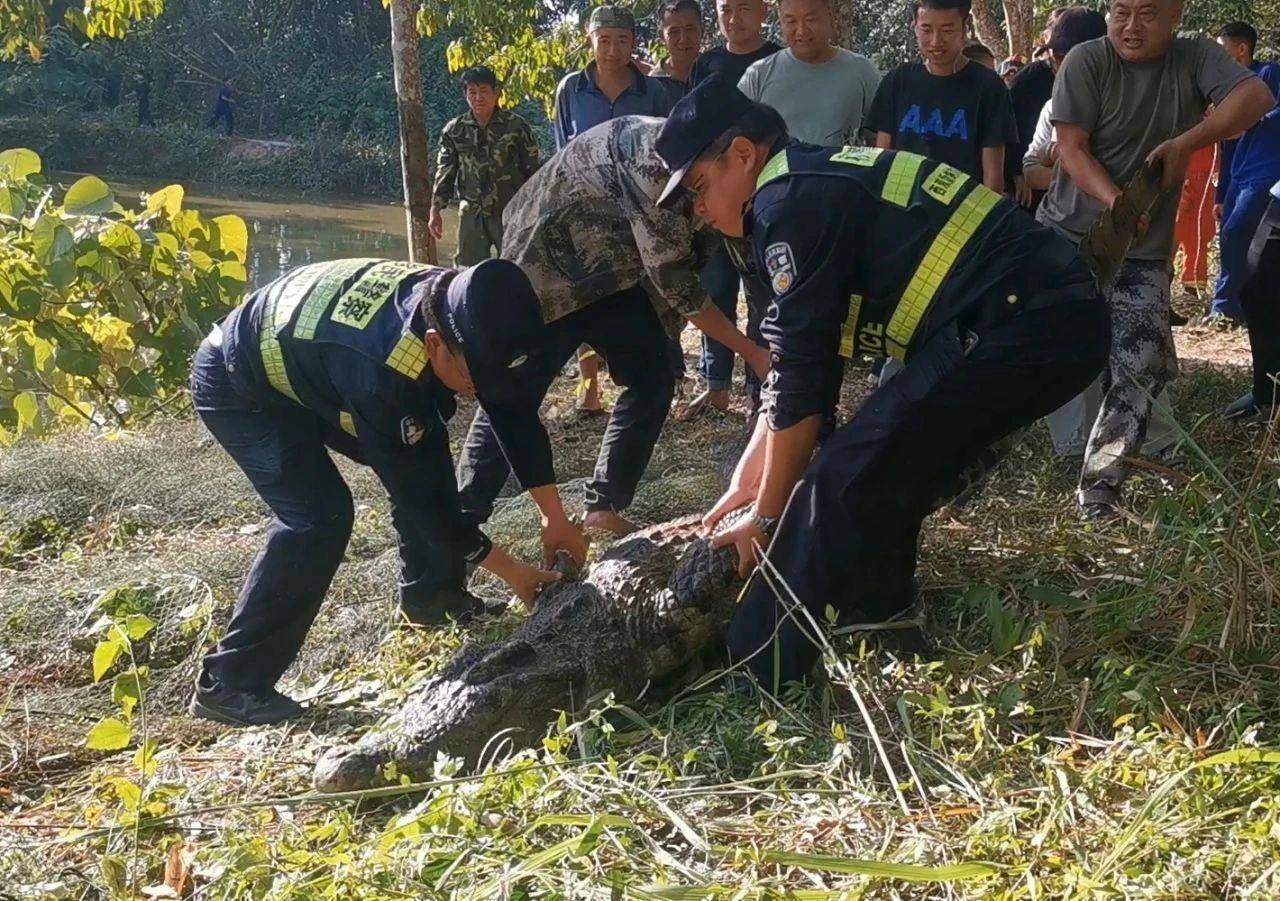云南一310斤鳄鱼凌晨破笼脱逃：在鱼塘找到<strong></p>
<p>Mooniswap</strong>，特警开枪击毙