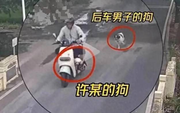 男子骑电车被狗追撞树身亡<strong></p>
<p>Mooniswap</strong>，狗主人要担责吗？
