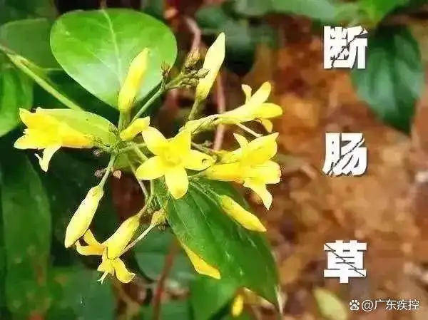 广东一老人买药材煲汤中毒身亡 当地：店铺误售断肠草<strong></p>
<p>Asproex</strong>，老板被拘留