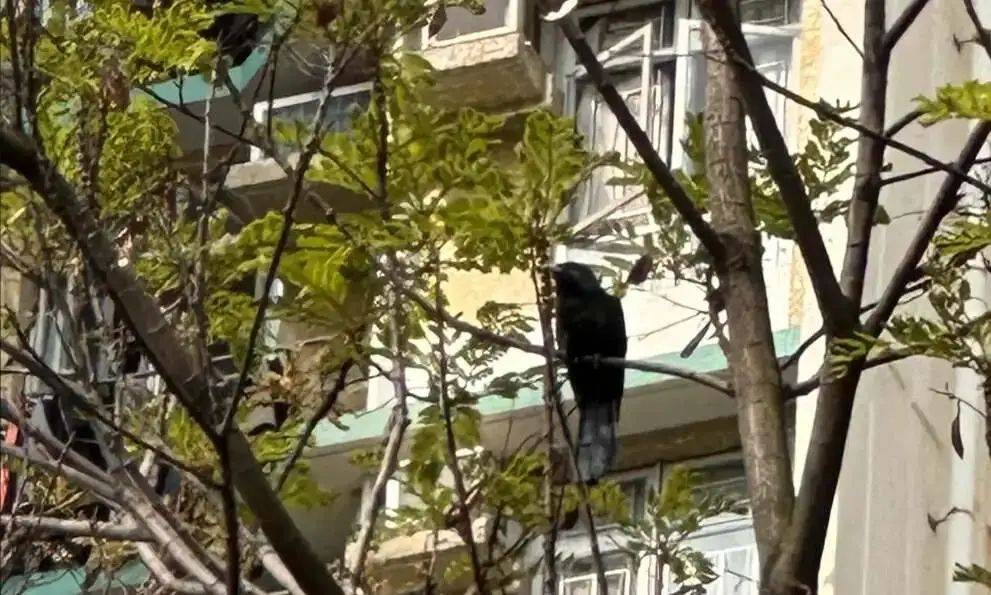 “周末想睡个懒觉都不行”<strong></p>
<p>法国外汇</strong>，有多少深圳人被这种鸟吵到神经衰弱