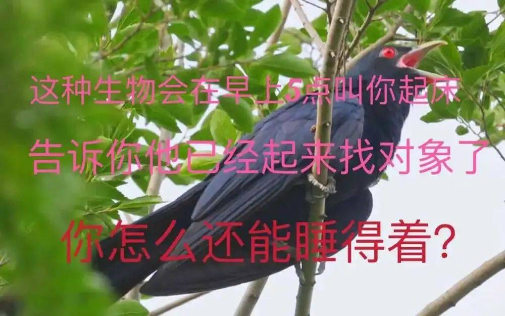 “周末想睡个懒觉都不行”<strong></p>
<p>法国外汇</strong>，有多少深圳人被这种鸟吵到神经衰弱