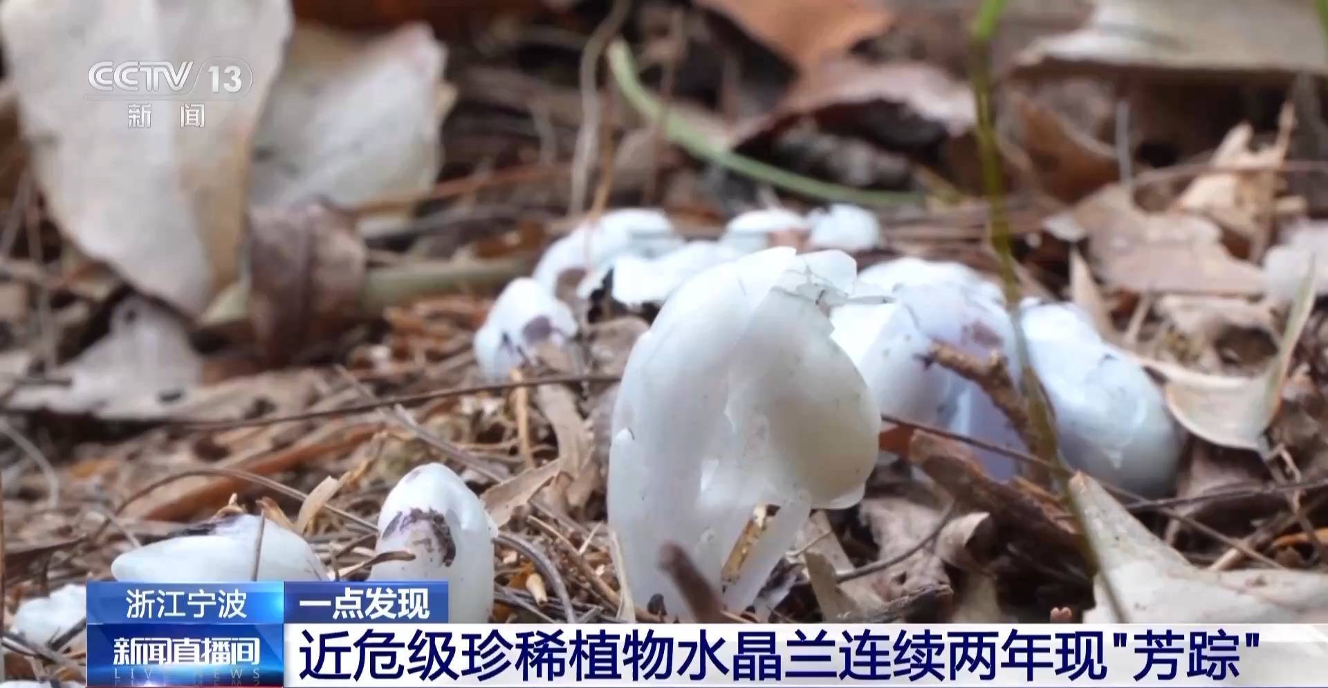 连续两年现身<strong></p>
<p>海南</strong>！宁波大堰镇再现近危级珍稀植物水晶兰