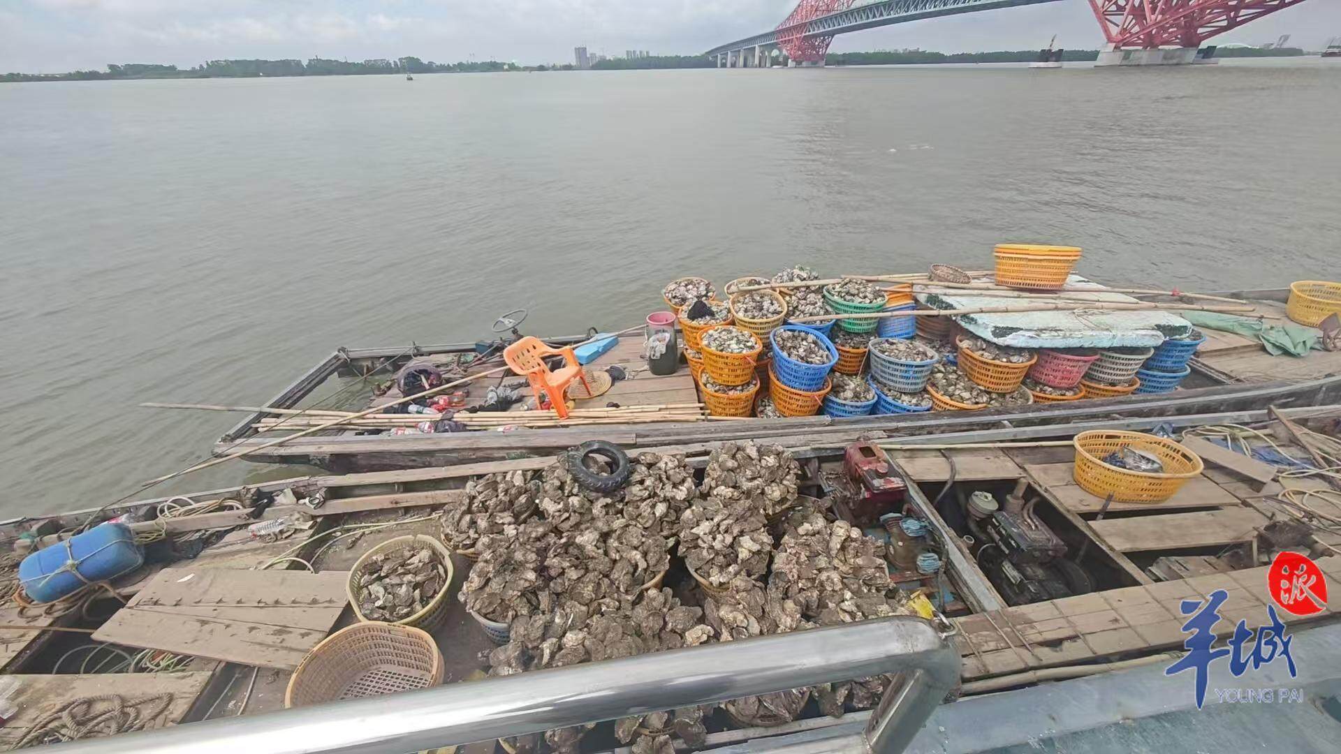 查获生蚝约3000斤<strong></p>
<p>米饭</strong>！广州海警局开展伏季休渔执法行动