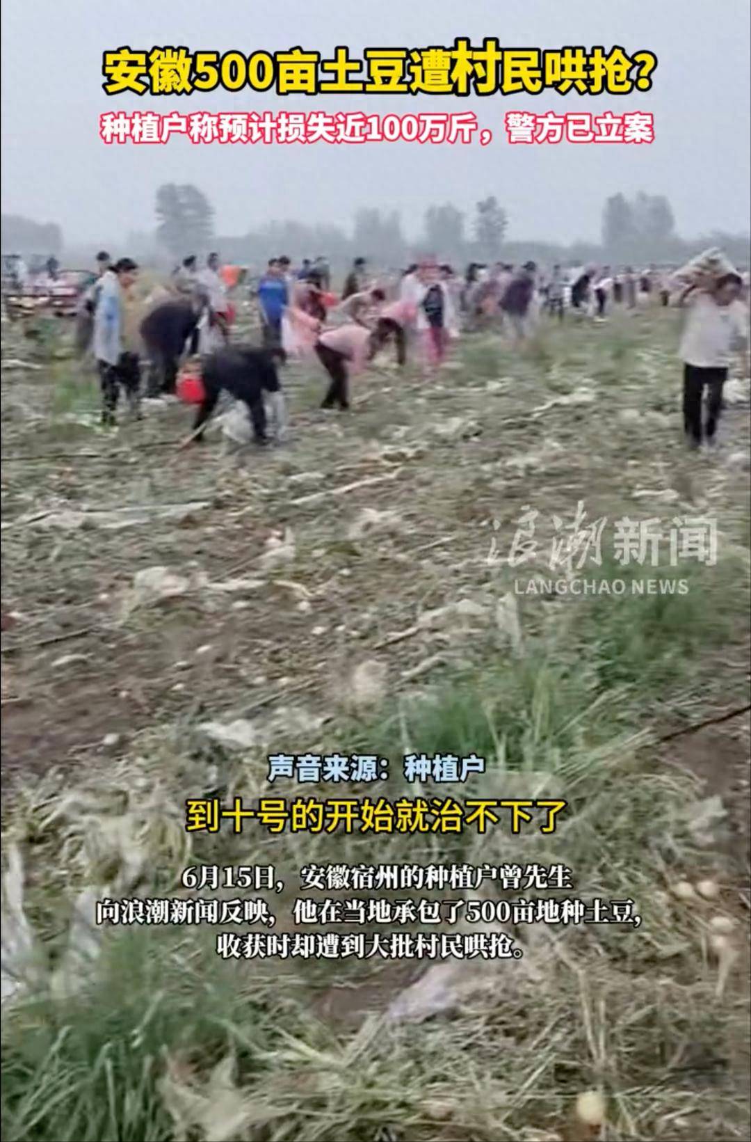 安徽500亩土豆遭村民哄抢预计近100万斤 警方已立案
