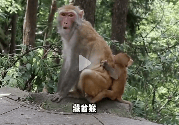 四川峨眉山“人猴大战<strong></p>
<p>欧易okex冲币</strong>，游客坠崖，猴王被射杀”？景区辟谣：多年前就在网络传播，没发生过这种事