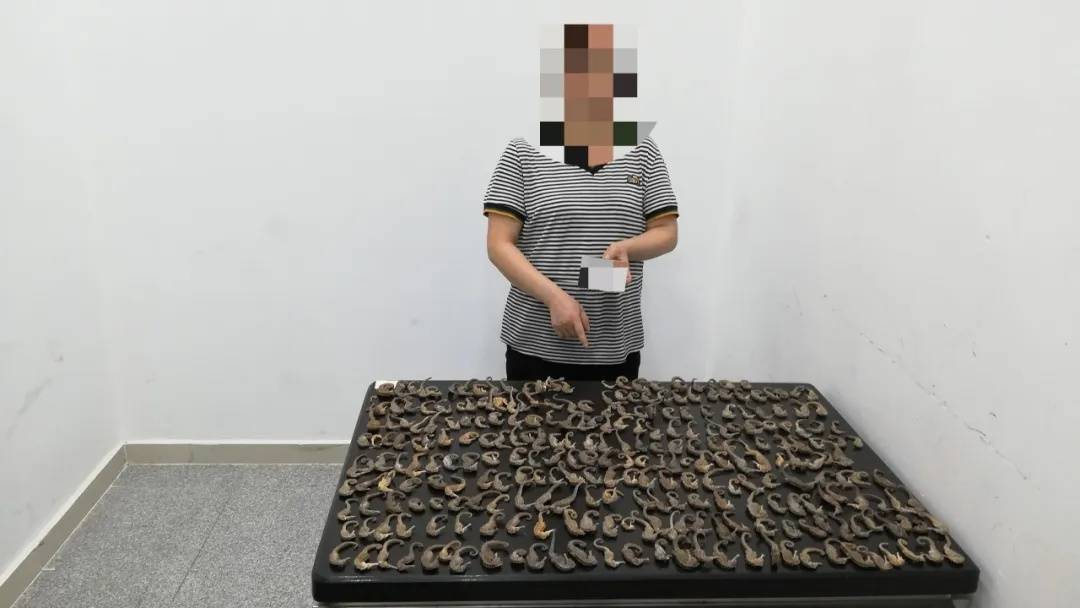 “它们应该在海底”<strong></p>
<p>欧易okex测试版下载</strong>，港珠澳大桥海关近日查获→
