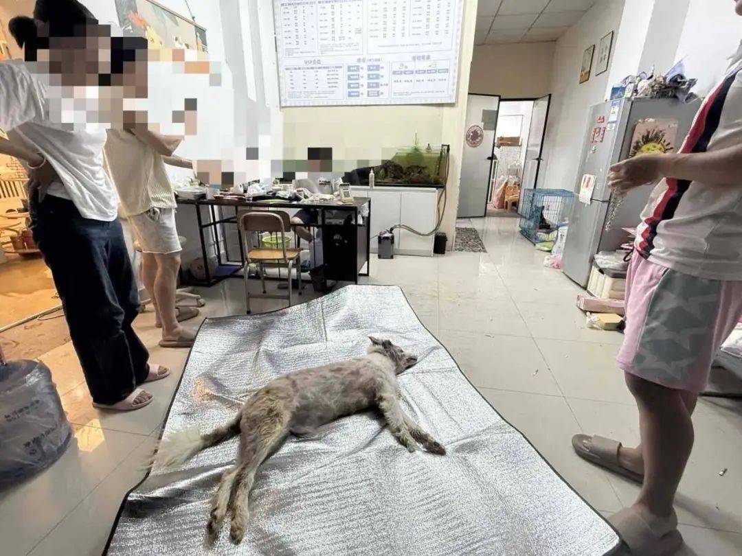 福建一宠物店给狗洗澡后放进烘干箱烤死？涉事门店曾谎称中暑<strong></p>
<p>okex现货</strong>，现已闭店