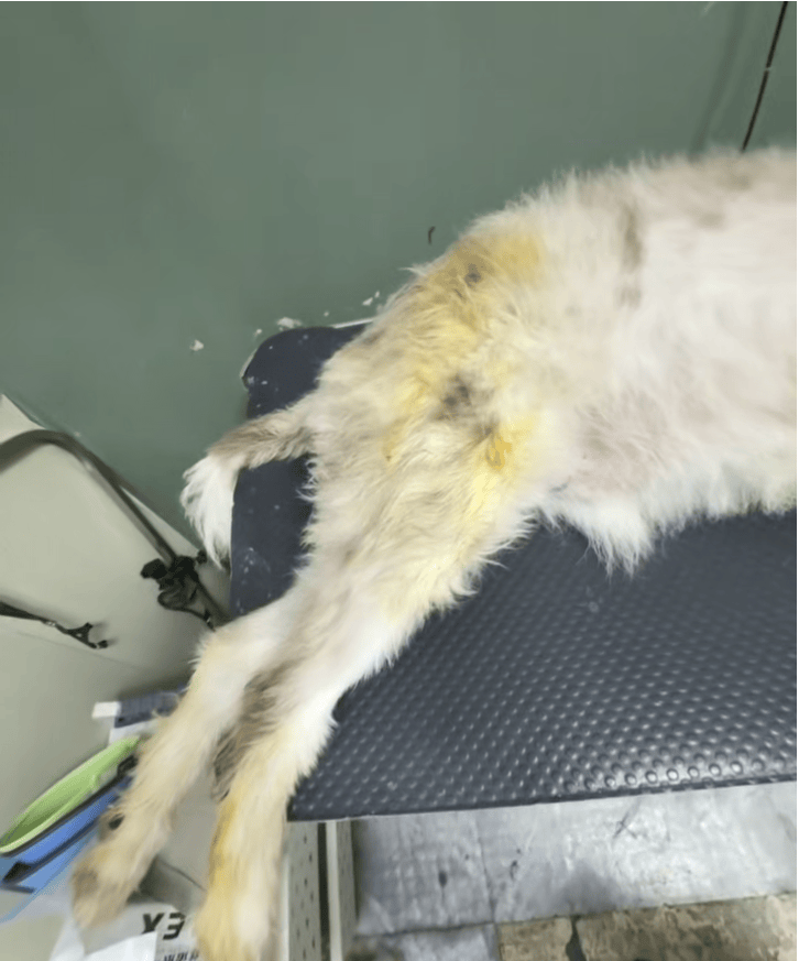 福建一宠物店给狗洗澡后放进烘干箱烤死？涉事门店曾谎称中暑<strong></p>
<p>okex现货</strong>，现已闭店