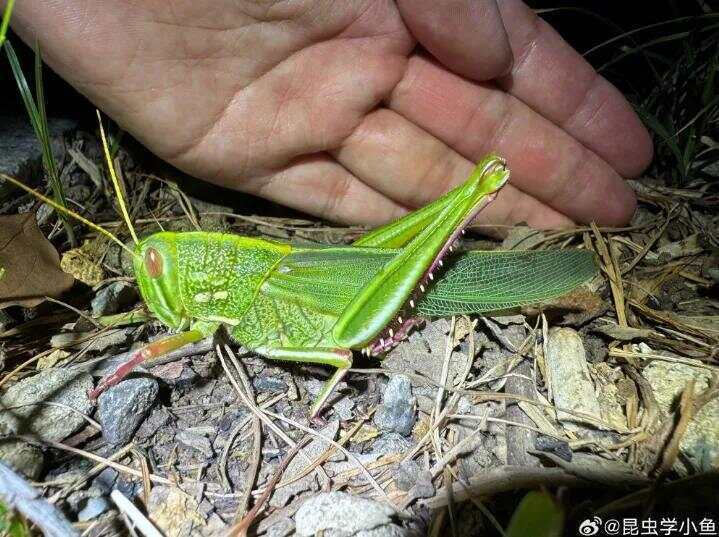 点虫成金！合肥发现最大蝗虫<strong></p>
<p>欧易</strong>，约成人手掌大小！专家称其肉质丰满可油炸食用