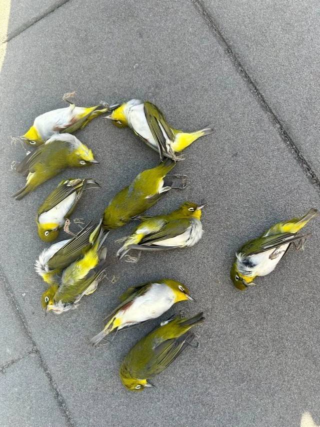 北京一座大厦楼下躺了14只鸟<strong></p>
<p>okex官网app</strong>，12只已死亡！元凶竟是玻璃