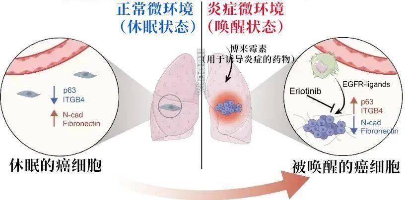 长期炎症会“唤醒”癌细胞<strong></p>
<p>okex中国官网</strong>！这份抗炎指南每个人都该看看