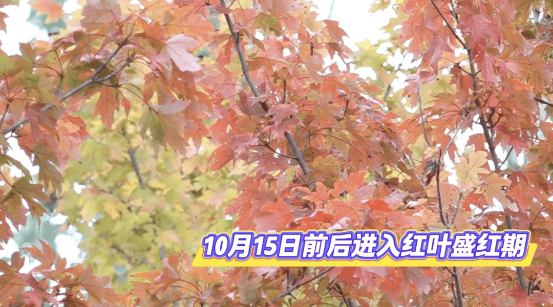 北京将迎新一轮秋雨<strong></p>
<p>okex官网</strong>，赏红期预告来了！