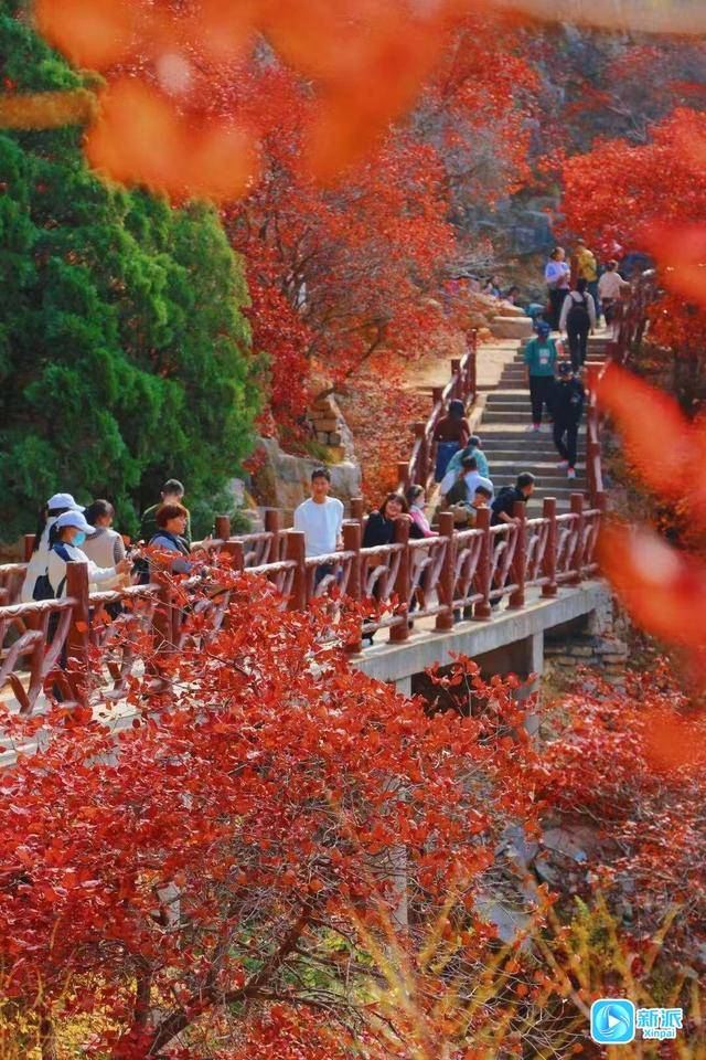 霜降时节<strong></p>
<p>okex欧易官网 </strong>，来潍坊临朐石门坊赴一场红叶之约！